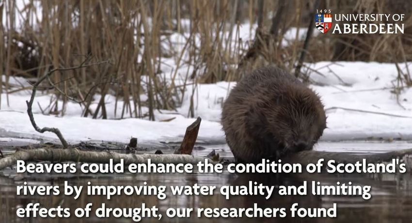 Major new study shows role beavers could play in restoring Scotland's rivers