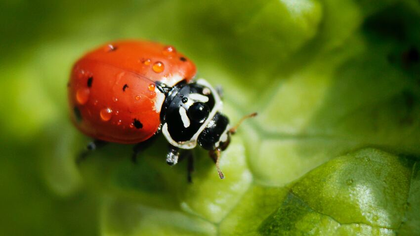 How to increase biodiversity in agriculture