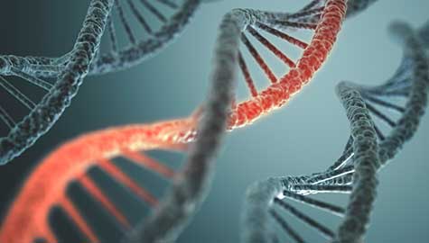 Modelling mRNA Translation