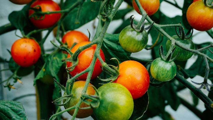 Community regeneration and biodiversity within a food activism and sustainability framework