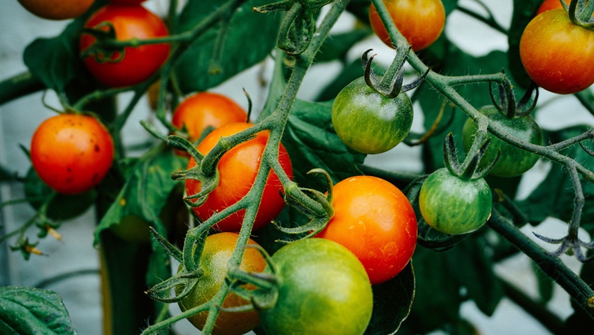 Community regeneration and biodiversity within a food activism and sustainability framework