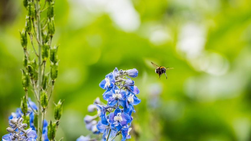 The Aberdeen Biodiversity Centre is open for the general public on Mondays and Wednesdays between 10 am to 4pm unless pre-booked for group activities.