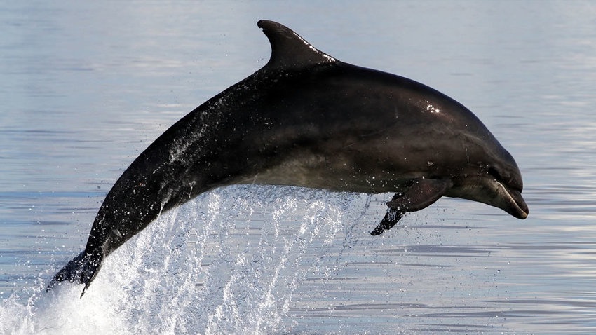 Marine mammal biology