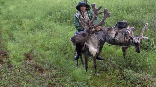 A reindeer meadow near Tungokochen