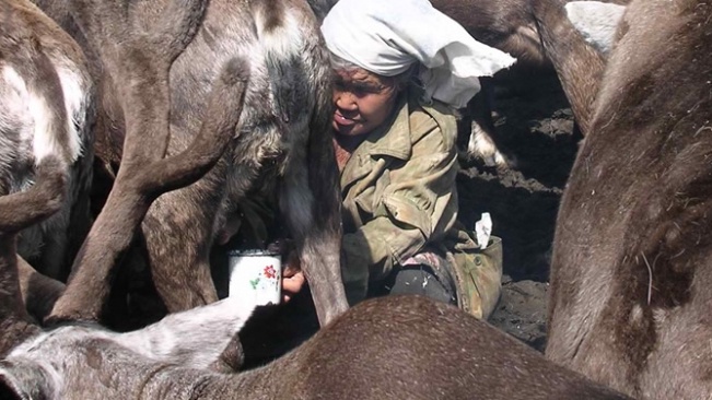 Milking Reindeer