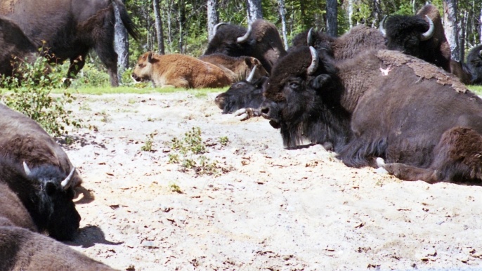 Wood bison in Northern Alberta