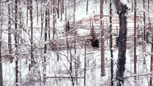 Reindeer counting corrals near Surinda