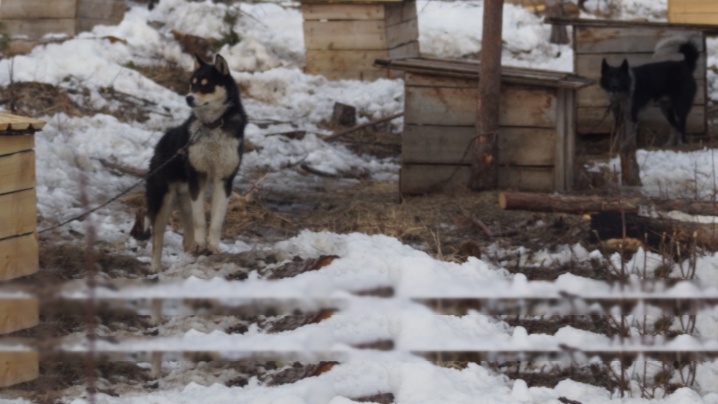 Sable hunting dogs near Olenok