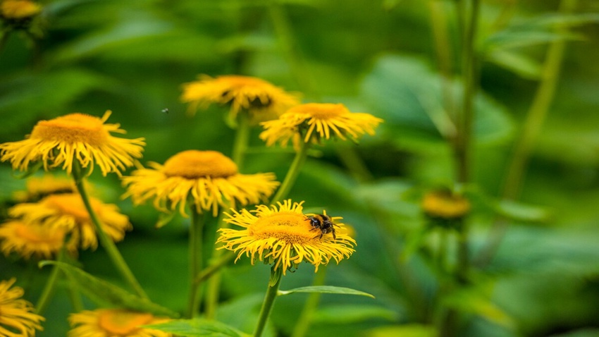 Sustainability at the University of Aberdeen