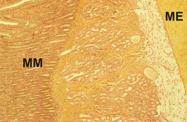 Villa Transverse Section