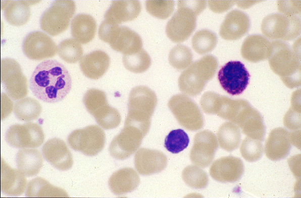 Red Blood Cells 1