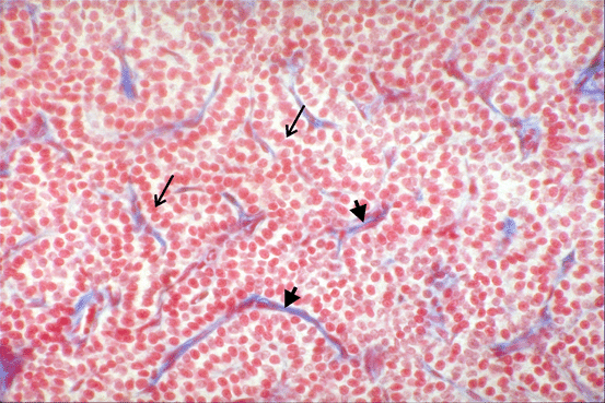 The Parathyroid Glands