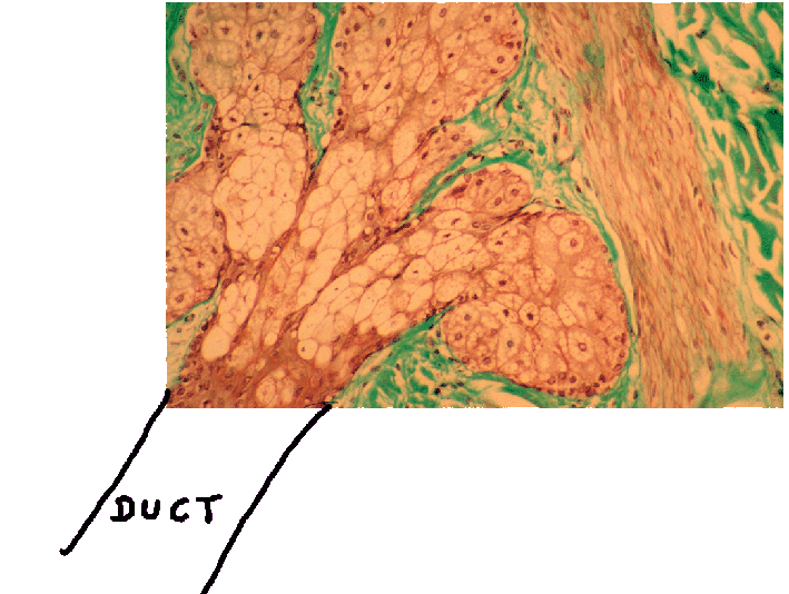 Sebaceous Gland