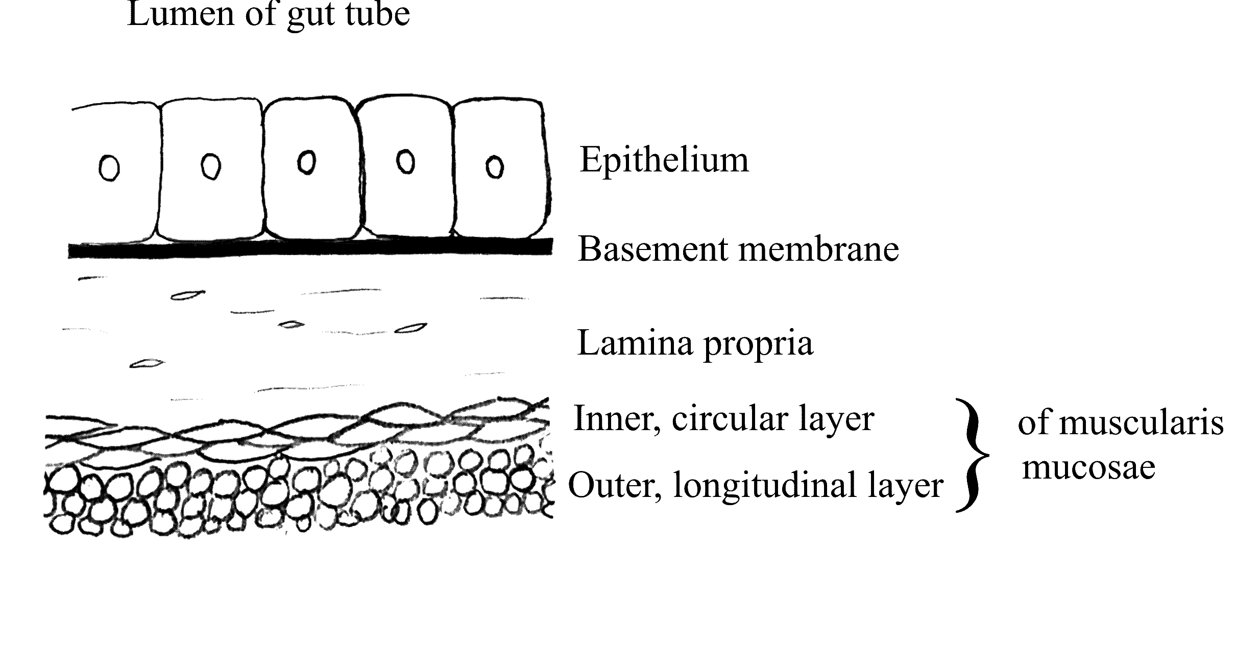 Micrograph of Inactive Breast