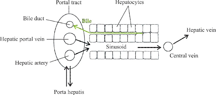 Liver Diagram 2