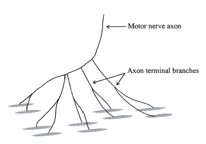 Large Motor Unit