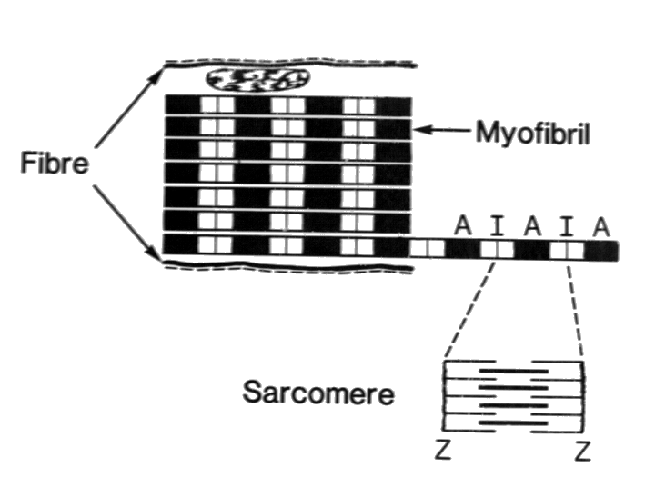 Tongue Muscle Cell Organisation