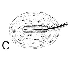 Paccinian corpuscle