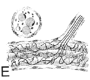 Muscle spindle