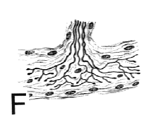 Ruffini corpuscle