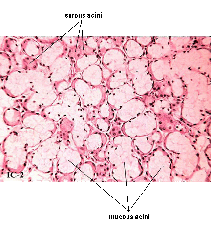 Micrograph of Oesophagus