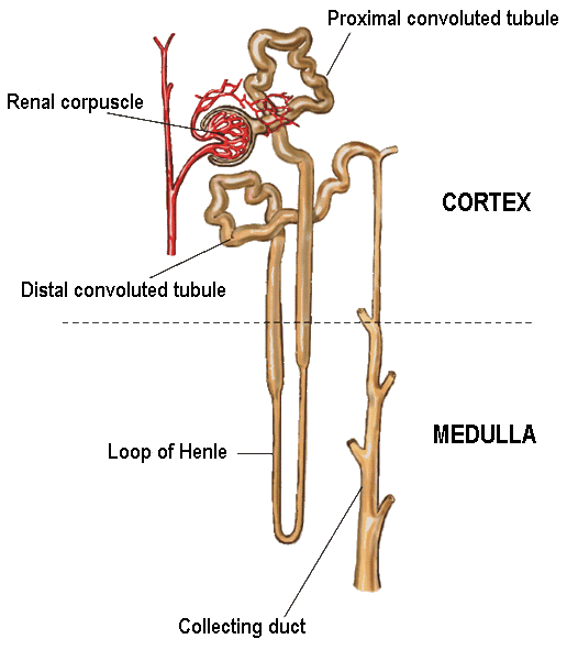 Diagram of Nephron