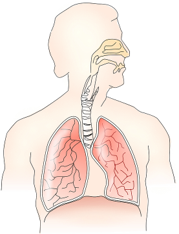 pulmonary system