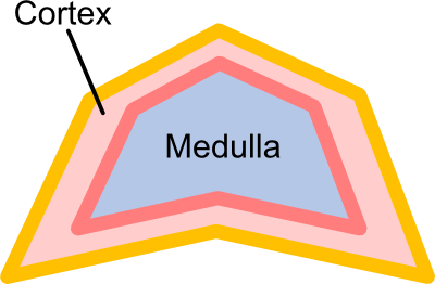 medulla