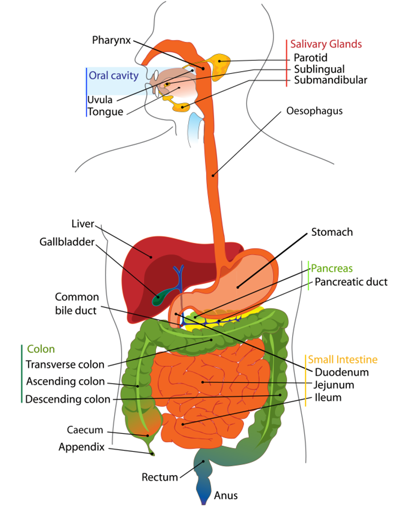 Diarrhoeal Illness