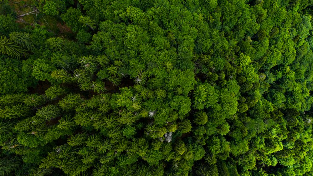 Aerial view of forest