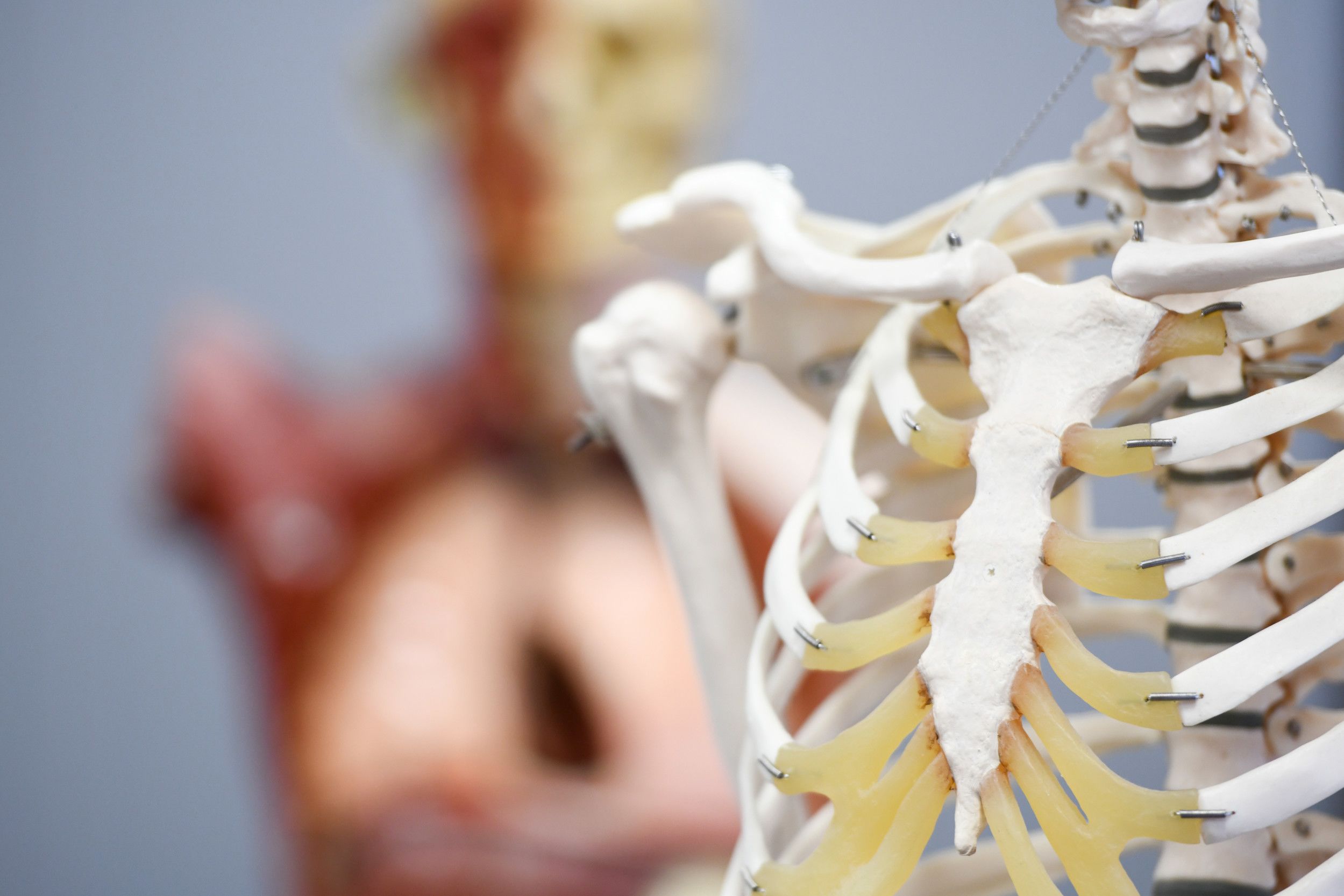 Photo of anatomical models.