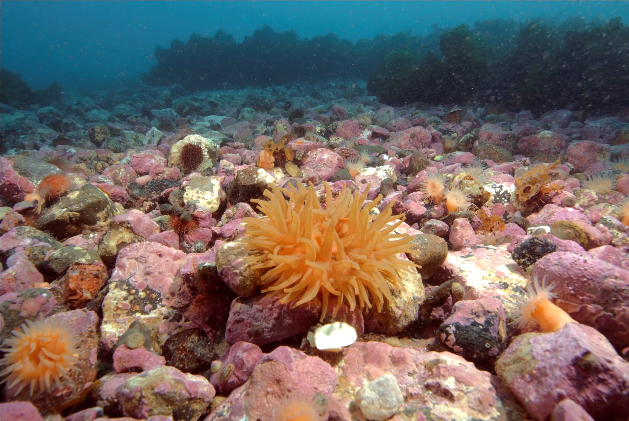 what-finding-seaweed-at-new-depths-in-antarctica-means-in-the-context